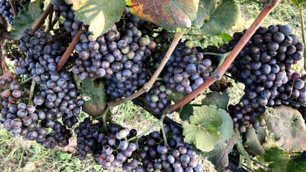 Около тысячи гектаров новых виноградников покажется в Республике Дагестан