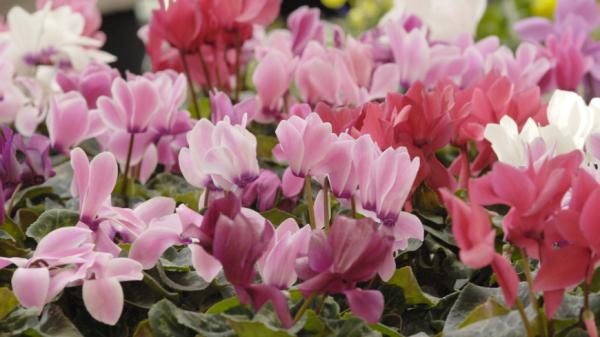 million alyh roz v peterburge vyrashhivajut desjatki gollandskih sortov na ljuboj vkus i cvet 9461a83.jpg