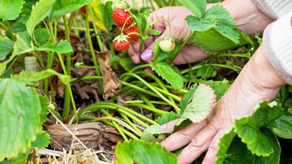 Фото: Татьяна Константинова (МТРК «Мир») &quot;«Мир 24»&quot;:http://mir24.tv/, сбор урожая, клубника, грядки, огород, ягода