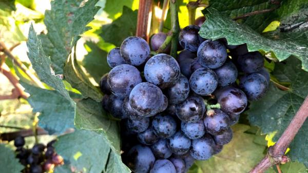 Когда и как собирать виноград?